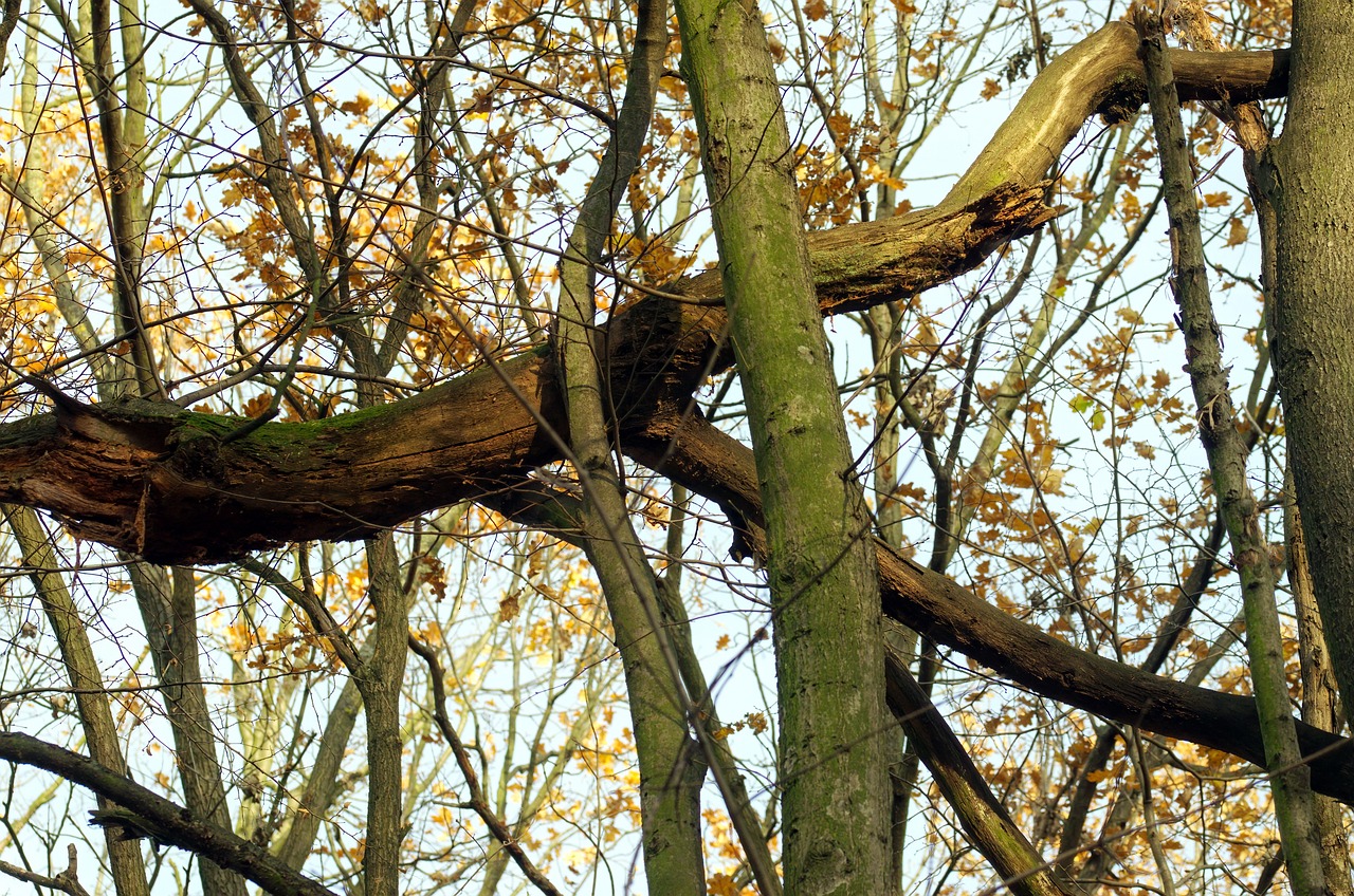 Moet ik mijn Enphase systeem uitschakelen bij stroomonderbreking?
