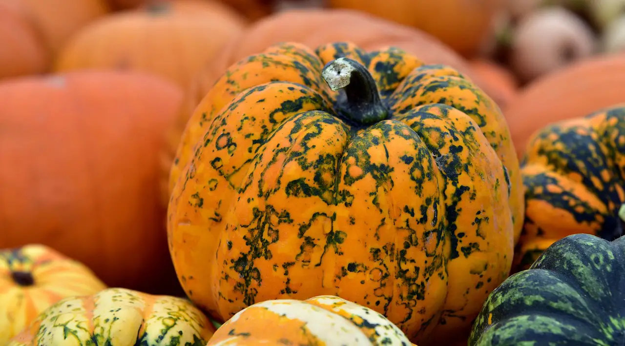 Op hoeveel watt ontdooien met de Siemens Innowave?